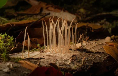 Hình ảnh minh họa byssus - Ảnh 1