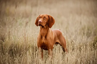 Illustration pointing - Image 1