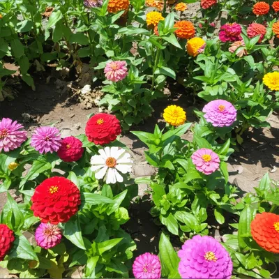 Illustration pernicious