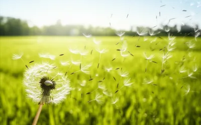 Illustration spreads - Image 1