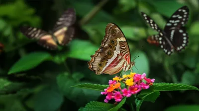 Illustration earl - Image 1