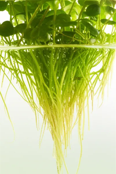 Illustration hydroponics - Image 2