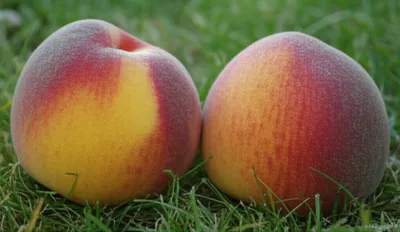 Illustration dingers - Image 1