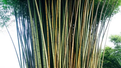 Illustration tree - Image 1