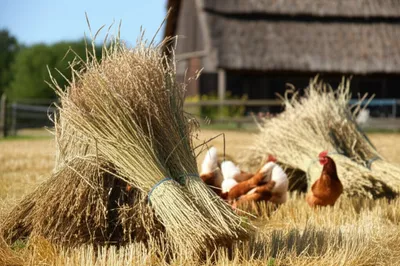 Illustration helm - Image 1