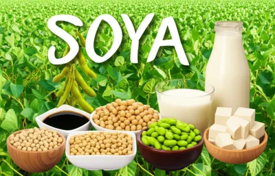 Illustration soya - Image 1