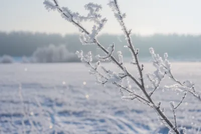 Illustration rime - Image 1