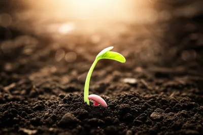 Hình ảnh minh họa illuminate - Ảnh 1