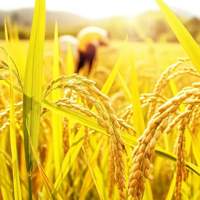 Illustration paddy - Image 1