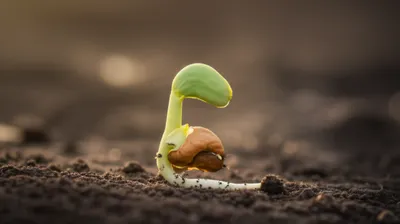 Illustration radicle - Image 1