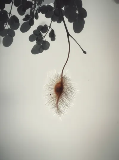 Illustration ben - Image 1