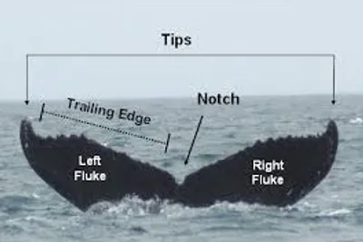 Illustration fluke - Image 2