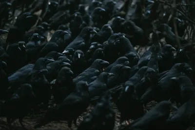 Illustration subaltern - Image 1