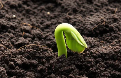 Illustration inchoate - Image 1