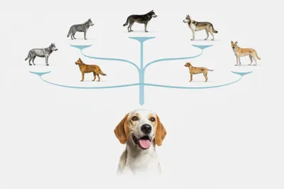 Illustration pedigree - Image 1