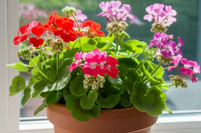 Illustration geraniums - Image 1