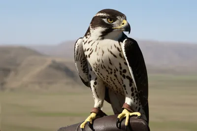 Illustration tiercels - Image 1