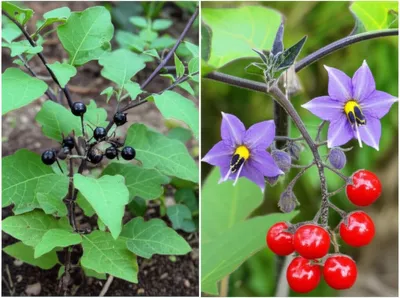 Illustration nightshades