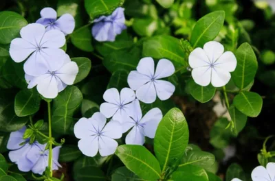 Illustration vinca - Image 1