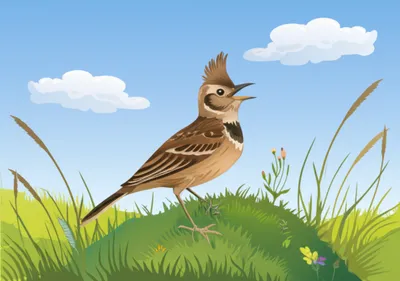 Illustration lark