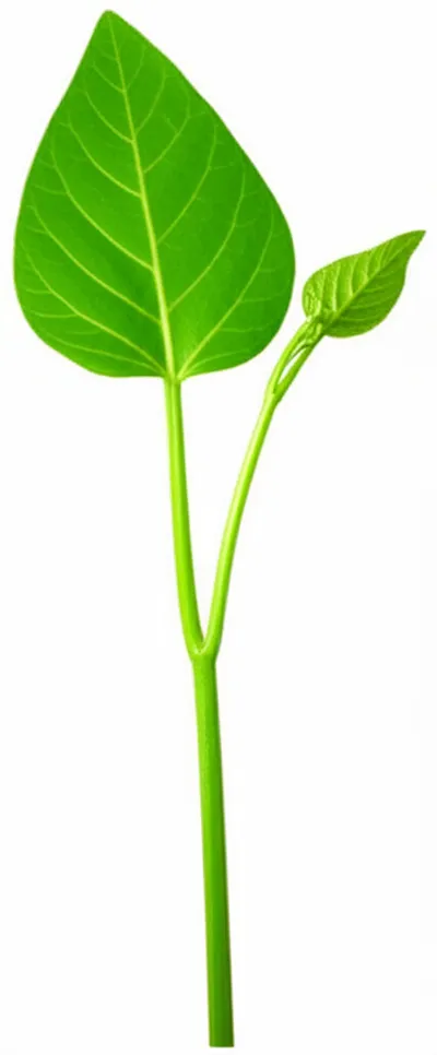 Illustration offshoot