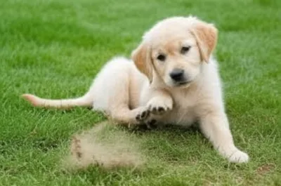 Illustration pawing - Image 1