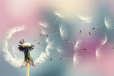 Illustration softer - Image 1