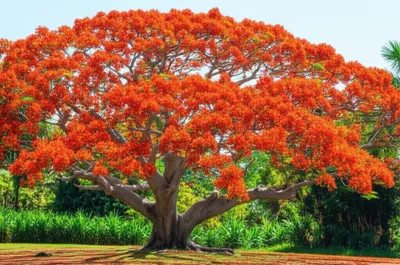 Illustration flamboyants