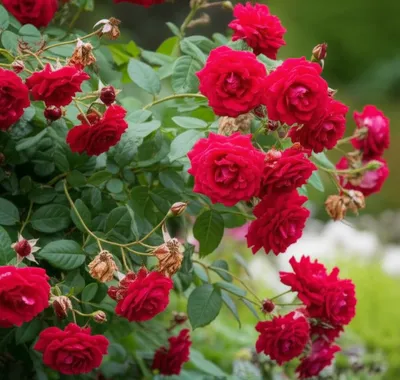 Illustration remontant