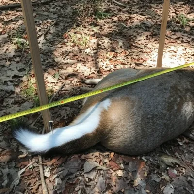 Illustration pegs - Image 1