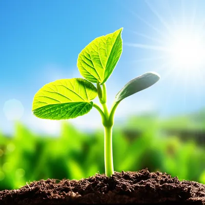 Illustration blossoms - Image 1