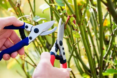 Illustration primed - Image 1