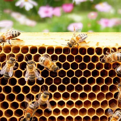 Illustration hexagonal