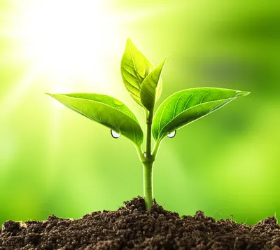 Illustration nutrient - Image 1