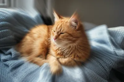 Illustration purring - Image 1