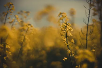 Illustration racemes - Image 1