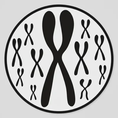 Illustration haploid