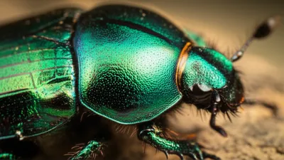 Illustration sclerite