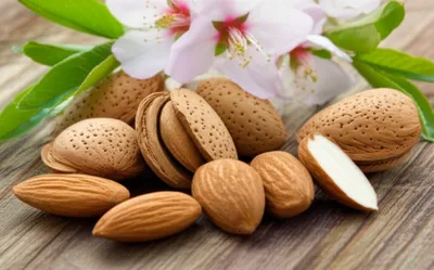 Illustration almonds - Image 2