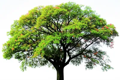 Illustration branching - Image 1