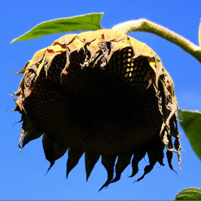 Illustration dispirited - Image 1