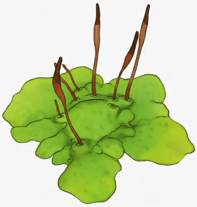 Illustration hornworts