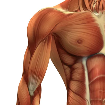 Illustration peduncle - Image 1