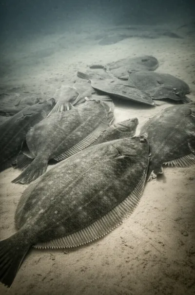 Illustration witches - Image 1