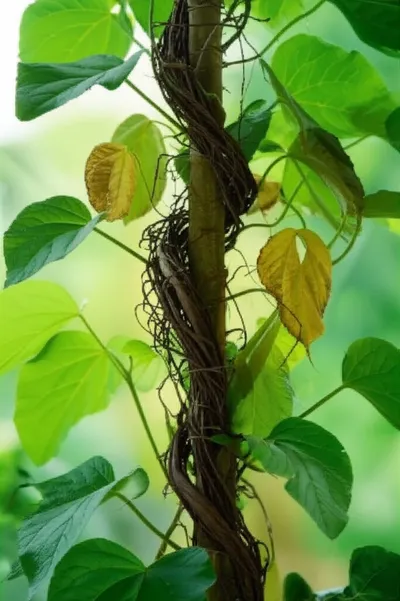 Illustration strangulated - Image 1