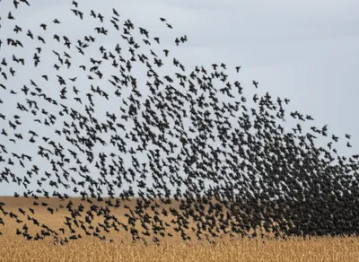 Illustration plague - Image 1