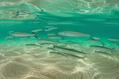 Illustration friers - Image 1