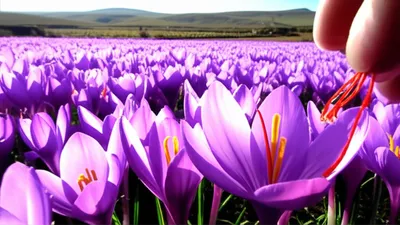 Illustration crocuses