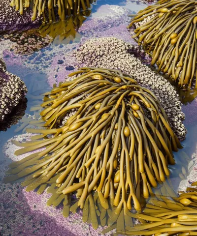 Illustration fucus - Image 1