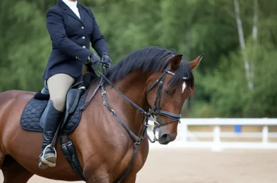 Illustration reef - Image 1